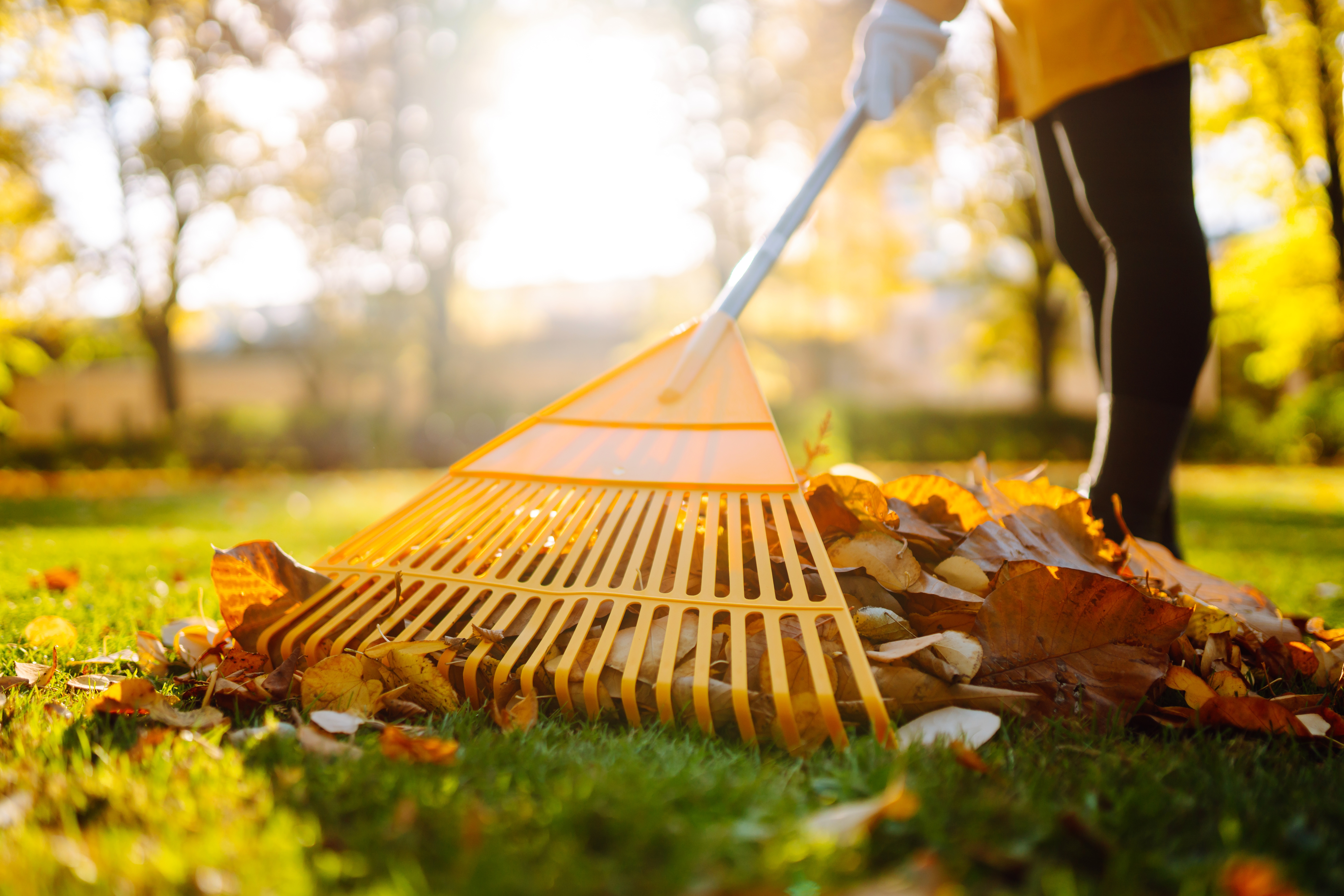 Image of a person raking a pile of autumn leaves on a grassy lawn in sunlight