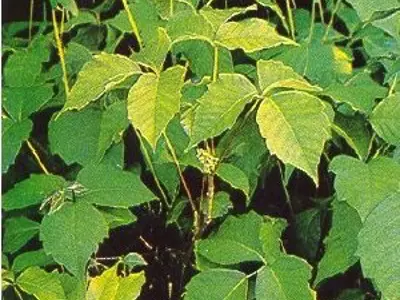 Poison ivy leaves in a bush