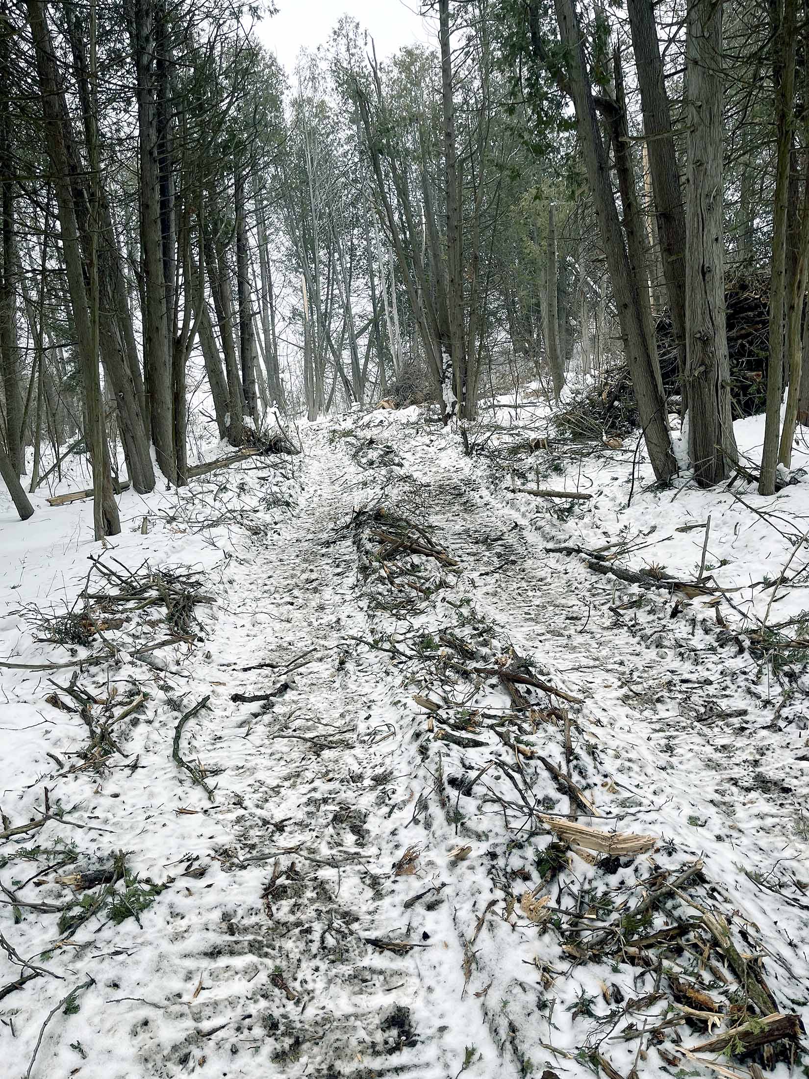 Image showing Jennings Creek Trail Installation in progress, with a beautiful canopy of tall pines leading to an opening to exist the trail system