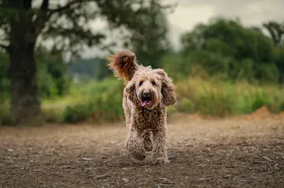 dog running off leash