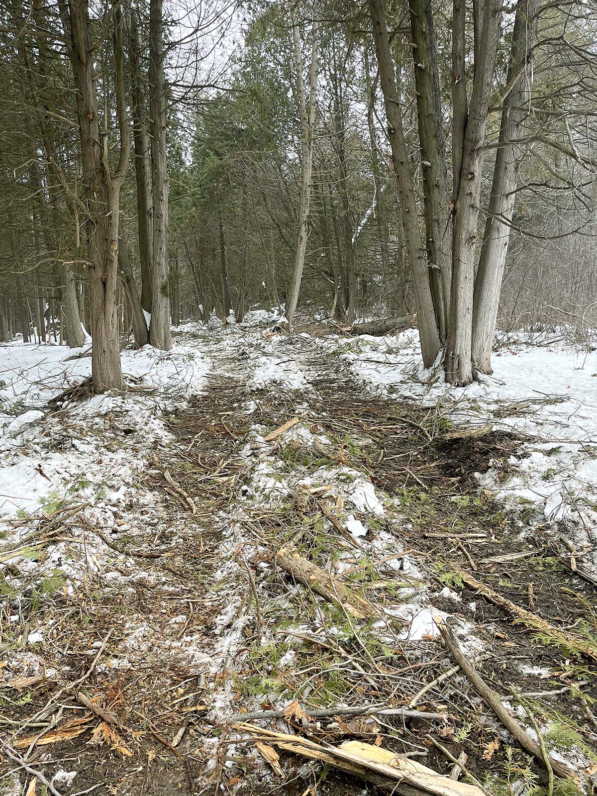 Image showing Jennings Creek Trail Installation in progress, with a beautiful canopy of tall pines