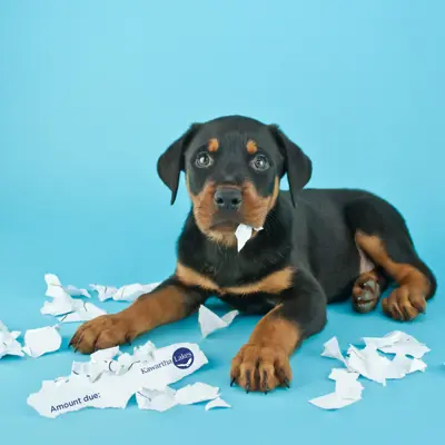 Photo of a puppy guiltily sitting surrounded by a chewed up bill envelope.