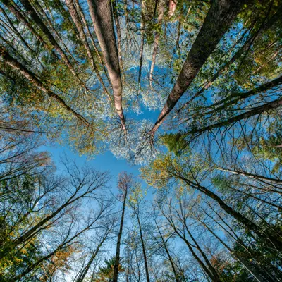 View of tree canopy with blue sky peaking through