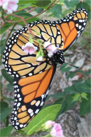 Monarch Butterfly