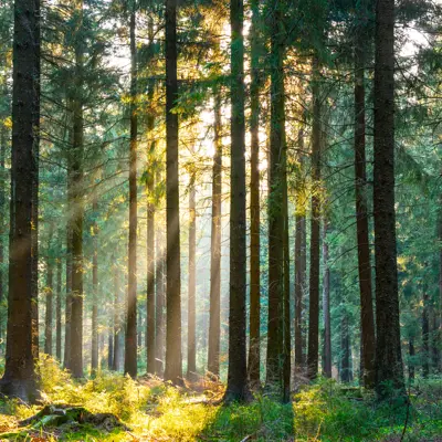 Photo of tall trees in a forest. Light filters between the green leaves.