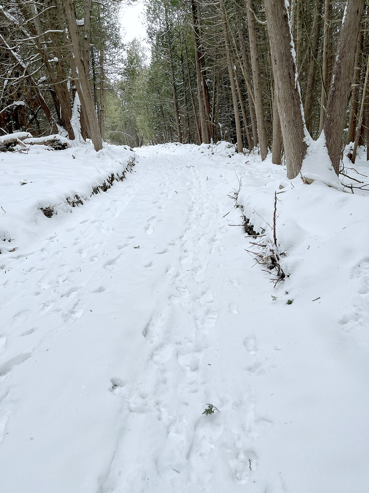 Image showing Jennings Creek Trail Installation in progress, with a beautiful canopy of tall pines and a snow covered entry