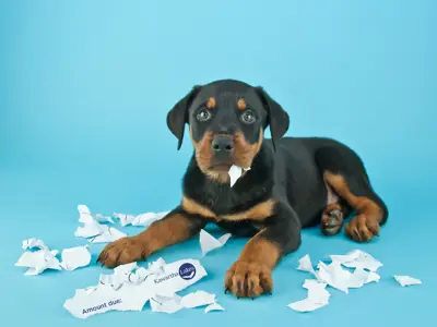Photo of a puppy guiltily sitting surrounded by a chewed up bill envelope.