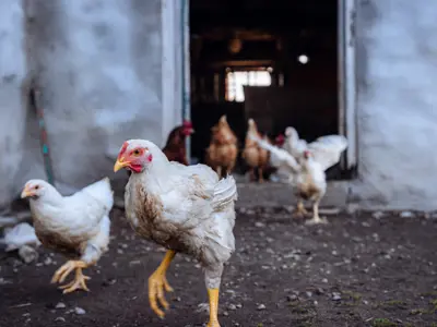 White domestic chickens run out of their coop