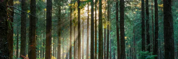 Photo of tall trees in a forest. Light filters between the green leaves. Text overlay reads 'Go Paperless for a chance to win $100!'