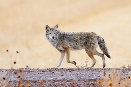 Coyote moving through field