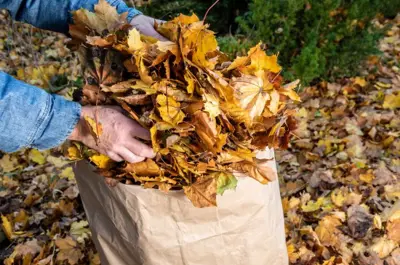 Old hands putting leaves in a paper leaf bag