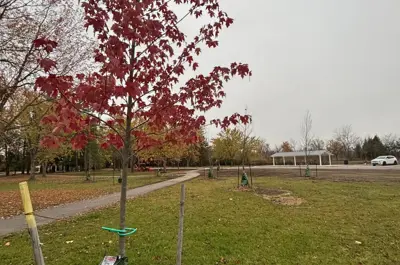 Memorial park Lindsay Tree planting Close up